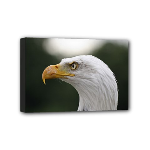 Bald Eagle (1) Mini Canvas 6  X 4  (framed) by smokeart