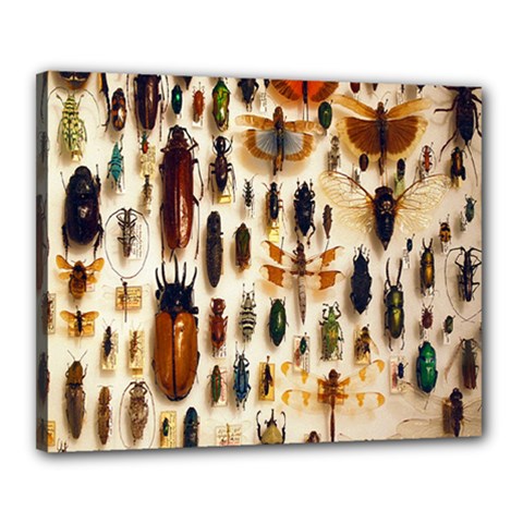 Insect Collection Canvas 20  X 16  by Nexatart
