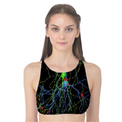 Synaptic Connections Between Pyramida Neurons And Gabaergic Interneurons Were Labeled Biotin During Tank Bikini Top by Mariart