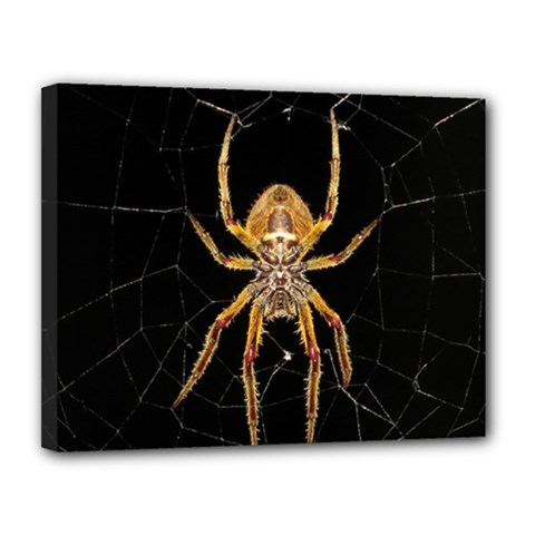 Insect Macro Spider Colombia Canvas 14  X 11  by BangZart