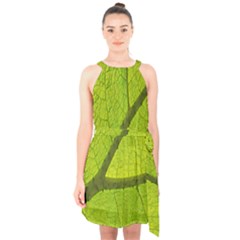 Green Leaf Plant Nature Structure Halter Collar Waist Tie Chiffon Dress by Nexatart