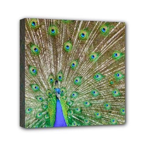 Peacock Color Bird Colorful Mini Canvas 6  X 6  (stretched) by Pakrebo