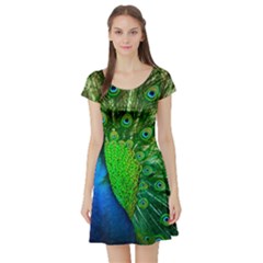 Peacock Peafowl Pattern Plumage Short Sleeve Skater Dress by Pakrebo