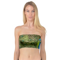 Peacock Feathers Bird Nature Bandeau Top by Vaneshart