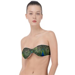 Peacock Feathers Bird Nature Classic Bandeau Bikini Top  by Vaneshart