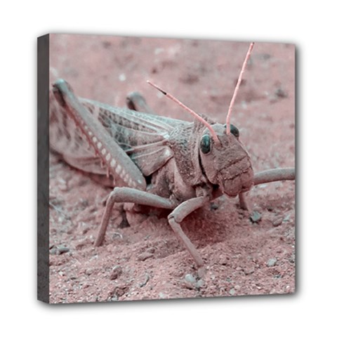 Locust At Ground, Talampaya National Park, La Rioja, Argentina Mini Canvas 8  X 8  (stretched) by dflcprintsclothing