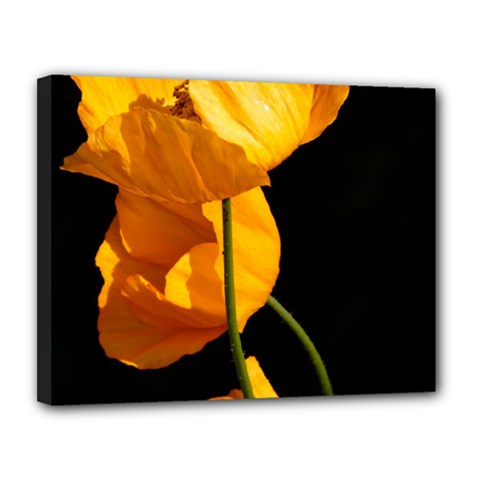 Yellow Poppies Canvas 14  X 11  (stretched) by Audy