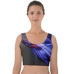 Betta Fish Photo And Wallpaper Cute Betta Fish Pictures Velvet Crop Top by StoreofSuccess