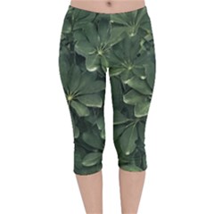 Leaves Closeup Background Photo1 Velvet Capri Leggings  by dflcprintsclothing