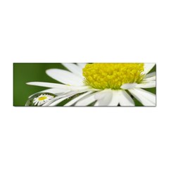 Daisy With Drops Bumper Sticker 100 Pack by Siebenhuehner