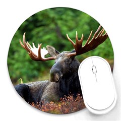 Majestic Moose 8  Mouse Pad (round)