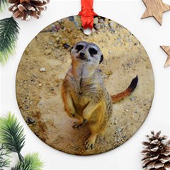 Lovely Meerkat 515p Ornament (round)  by ImpressiveMoments