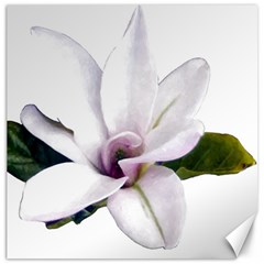 Magnolia Wit Aquarel Painting Art Canvas 16  X 16   by picsaspassion