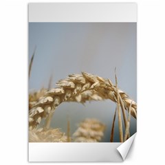 Cornfield Canvas 12  X 18   by picsaspassion