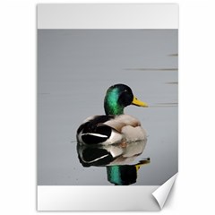 Swimming Duck Canvas 12  X 18   by picsaspassion