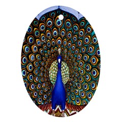 The Peacock Pattern Ornament (oval) by Nexatart