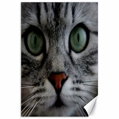 Cat Face Eyes Gray Fluffy Cute Animals Canvas 24  X 36 