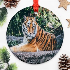 Animal Big Cat Safari Tiger Ornament (round) by Celenk