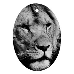 Africa Lion Male Closeup Macro Ornament (oval) by BangZart