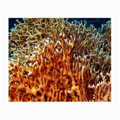 Fire Coral 1 Small Glasses Cloth (2-side) by trendistuff