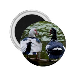 Muscovy Ducks At The Pond 2 25  Magnets by IIPhotographyAndDesigns