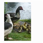 Muscovy Family Small Garden Flag (Two Sides) Front