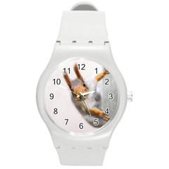 Curious Squirrel Round Plastic Sport Watch (m) by FunnyCow