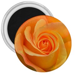 Flower Plant Rose Nature Garden 3  Magnets by Celenk