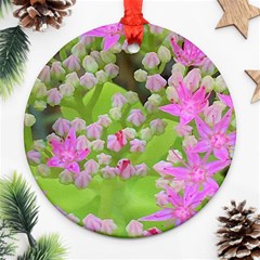 Hot Pink Succulent Sedum With Fleshy Green Leaves Ornament (round) by myrubiogarden