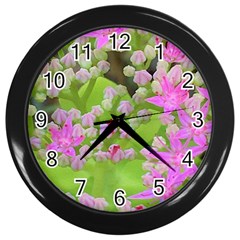 Hot Pink Succulent Sedum With Fleshy Green Leaves Wall Clock (black) by myrubiogarden