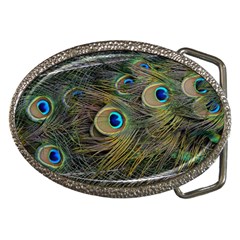 Peacock Tail Feathers Close Up Belt Buckles by Pakrebo