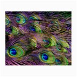 Peacock Feathers Small Glasses Cloth Front