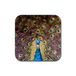 Peacock Feather Peacock Feather Rubber Coaster (Square)  Front