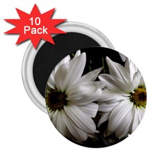 Daisies 2 25  Magnets (10 Pack)  by bestdesignintheworld