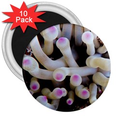 Sea Anemone 3  Magnets (10 Pack)  by TheLazyPineapple