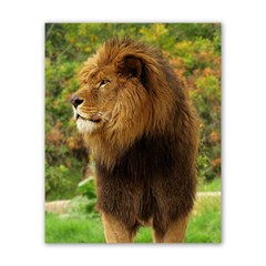 Lion Poster 16  X 20 