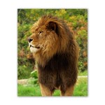 Lion Poster 16  x 20  Front