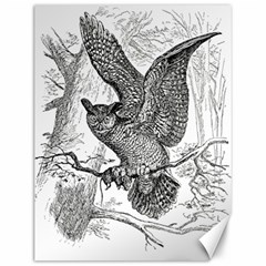 Owl-animals-wild-jungle-nature Canvas 12  X 16 