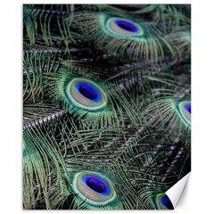 Plumage Peacock Feather Colorful Canvas 16  X 20  by Sapixe