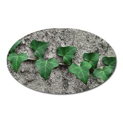 Vine On Damaged Wall Photo Oval Magnet by dflcprintsclothing