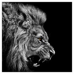 Roar Angry Male Lion Black Lightweight Scarf  by danenraven