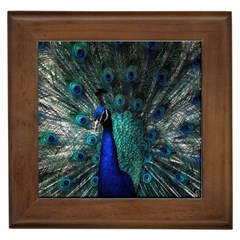 Blue And Green Peacock Framed Tile by Sarkoni