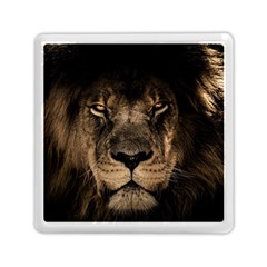 African Lion Mane Close Eyes Memory Card Reader (square) by Ket1n9